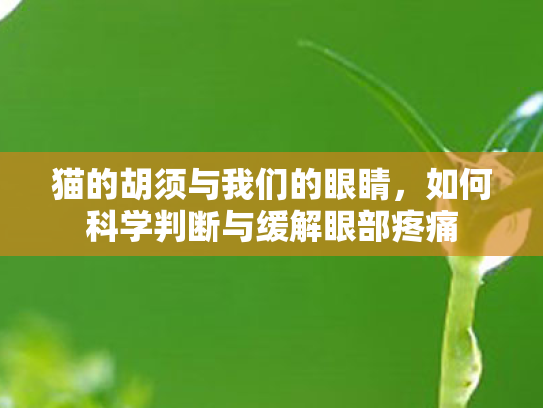 猫的胡须与我们的眼睛，如何科学判断与缓解眼部疼痛